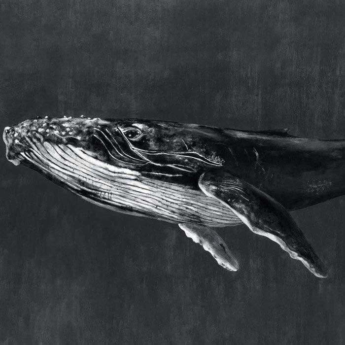 Coordonné behang Humpback Whale Night