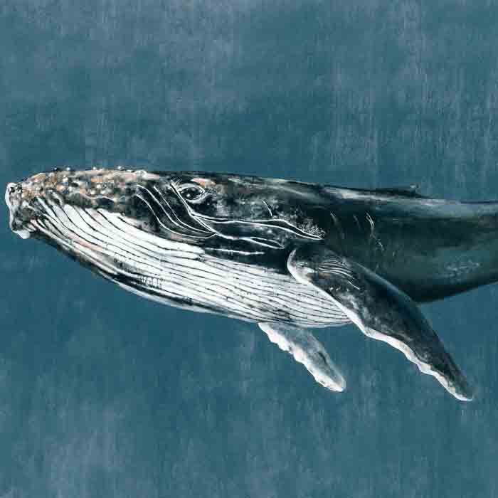 Coordonné behang Humpback Whale Vintage