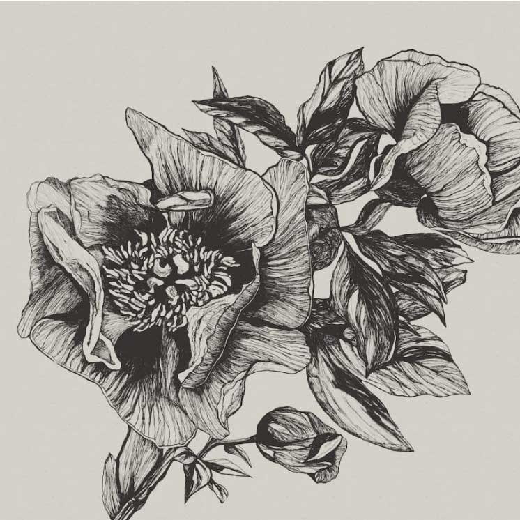 GIANT PEONIES - INK | 9500700