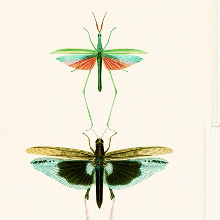 Mind the Gap behang Entomology Green WP20234