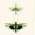 Mind the Gap behang Entomology Green WP20234