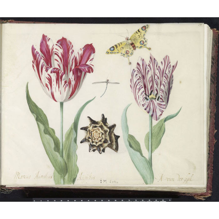 rijksmuseum-216-dna-0-4_wallpaper