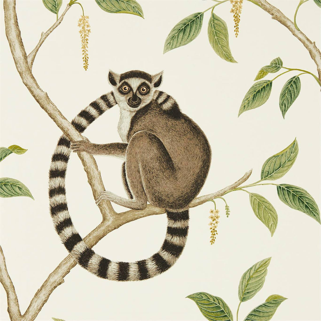 Sanderson Ringtailed Lemur Cream Olive 216664