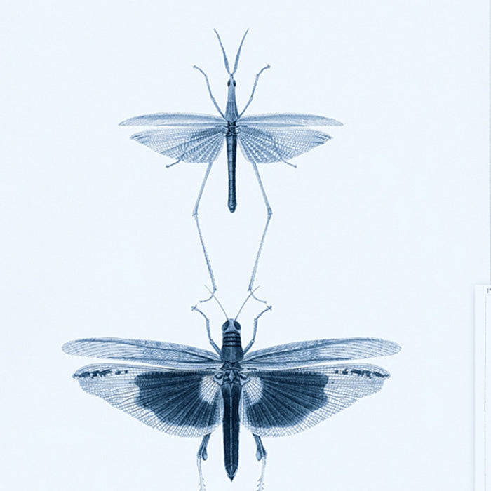 Mind the Gap behang Entomology Blue WP20235