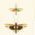 Mind the Gap behang Entomology WP20233