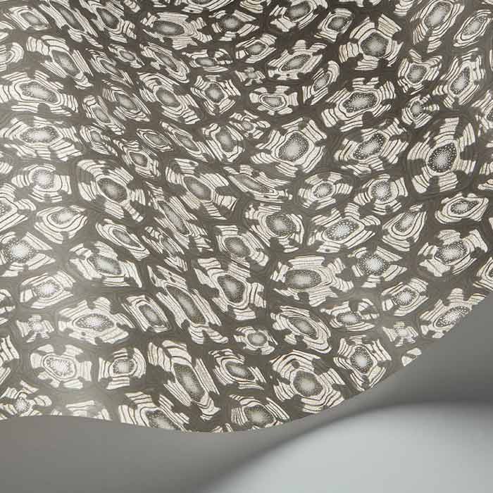 Savanna-Shell-119-4023