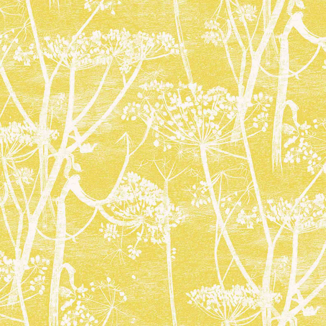 cole and son cow parsley yellow