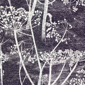 cole and son Cow Parsley black 66/7046